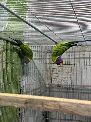 প্লাম হেডেড টিয়া