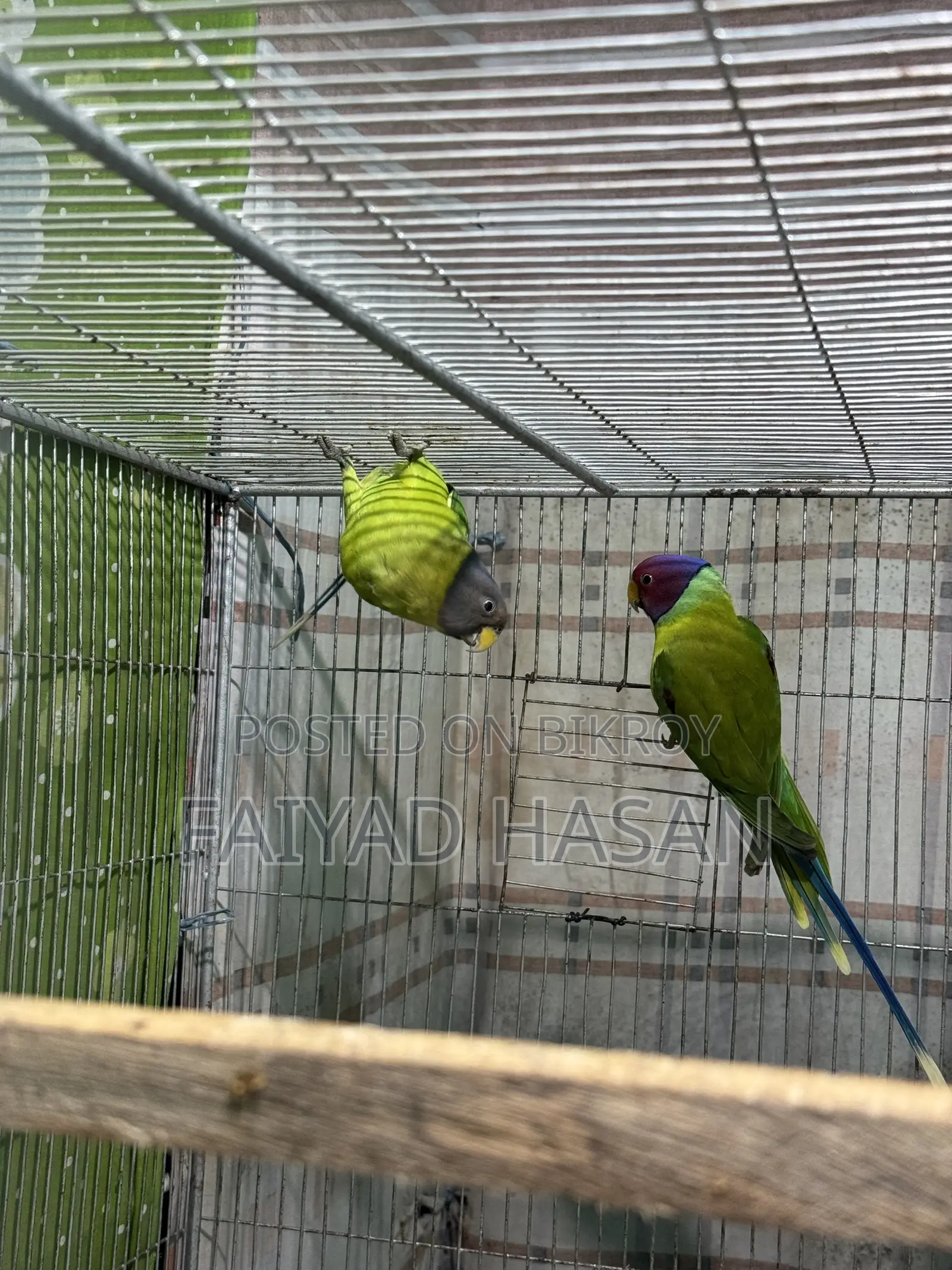 প্লাম হেডেড টিয়া