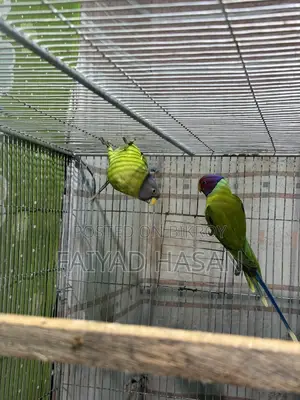 প্লাম হেডেড টিয়া