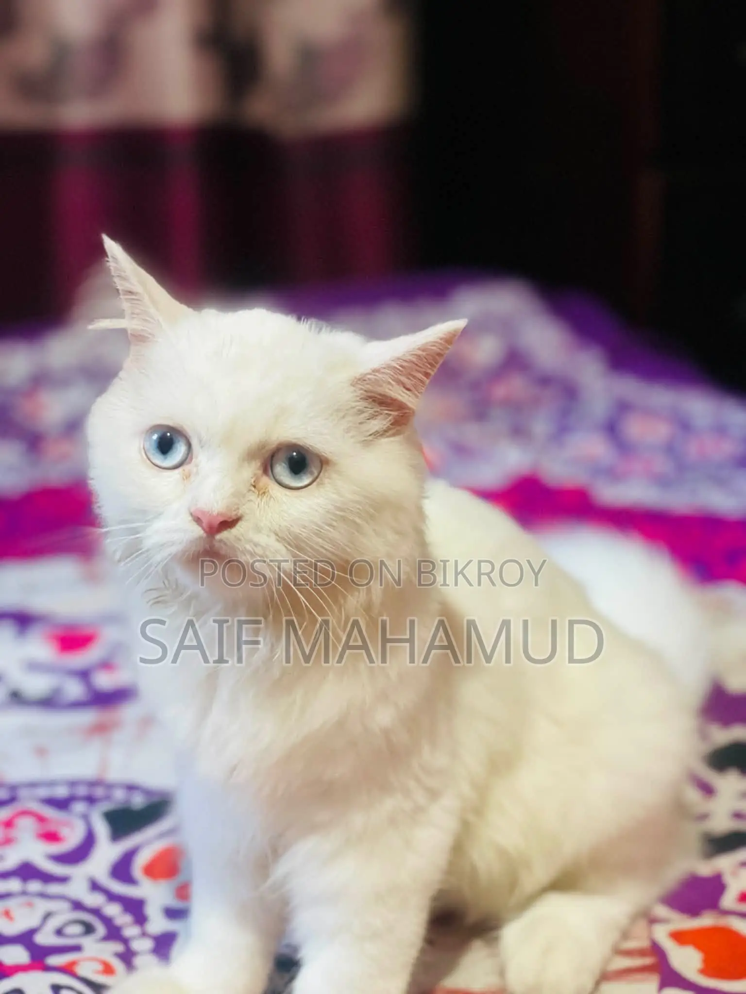৩-৬ মাস বয়সী মেল পিওরব্রেড পারসিয়ান