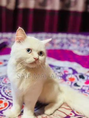 ৩-৬ মাস বয়সী মেল পিওরব্রেড পারসিয়ান