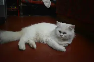 1+ year Male Purebred Persian