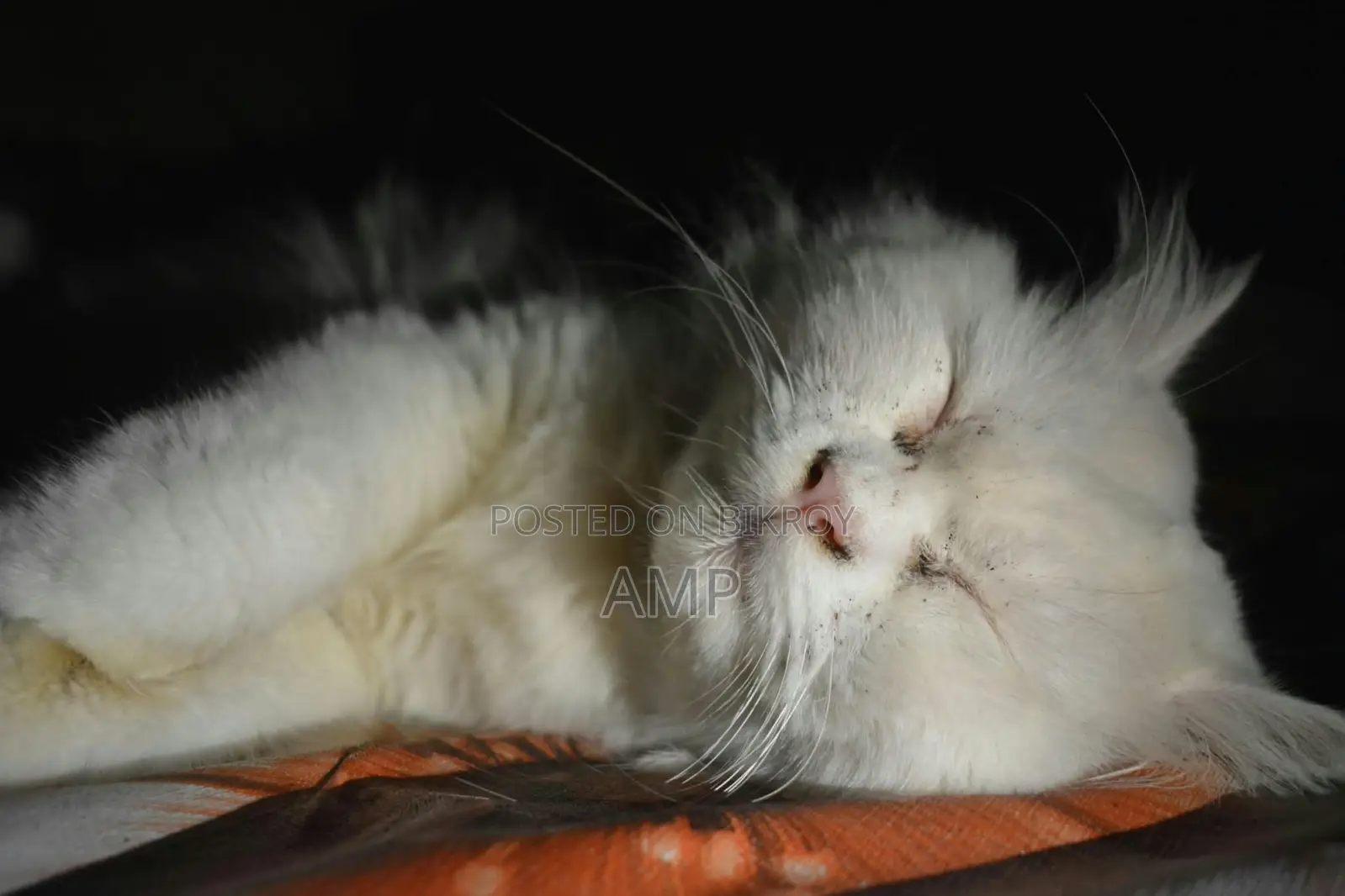 1+ year Male Purebred Persian