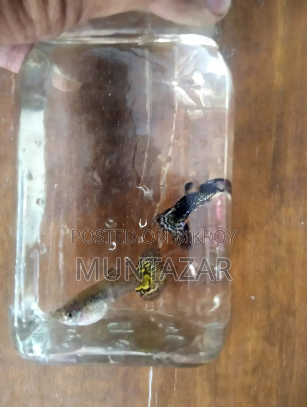 চট্টগ্রামে বিক্রির জন্য ইয়েলো টাইগার কোবরা গাপ্পি ব্রিডিং পেয়ার