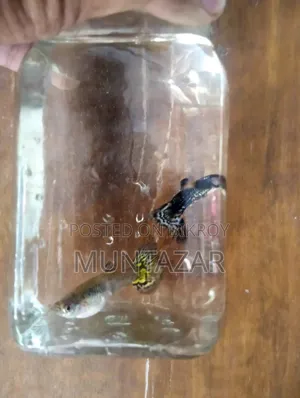 চট্টগ্রামে বিক্রির জন্য ইয়েলো টাইগার কোবরা গাপ্পি ব্রিডিং পেয়ার