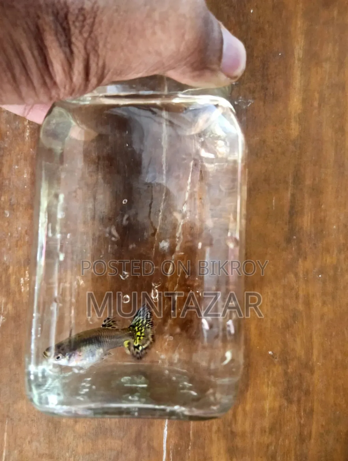 চট্টগ্রামে বিক্রির জন্য ইয়েলো টাইগার কোবরা গাপ্পি ব্রিডিং পেয়ার