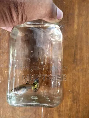 চট্টগ্রামে বিক্রির জন্য ইয়েলো টাইগার কোবরা গাপ্পি ব্রিডিং পেয়ার