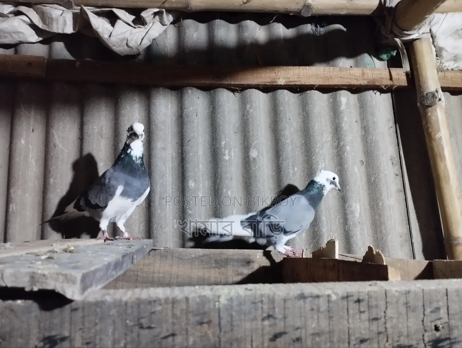 Two sky blue males