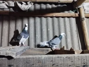 Two sky blue males