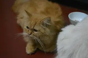 ৬-১২ মাস বয়সী মাদী পিওরব্রেড পার্সিয়ান
