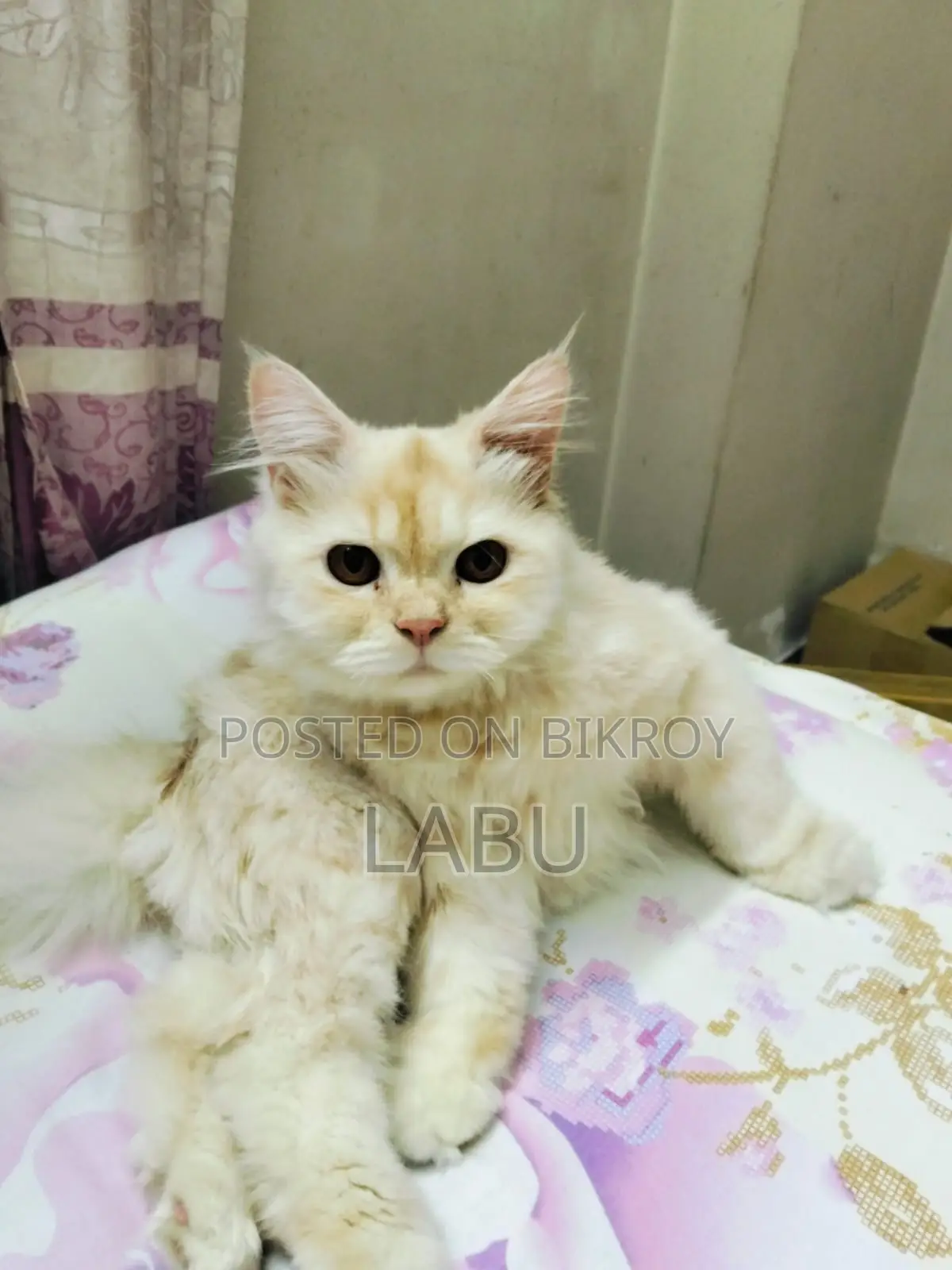 6-12 months Male Purebred Persian