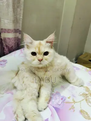 6-12 months Male Purebred Persian