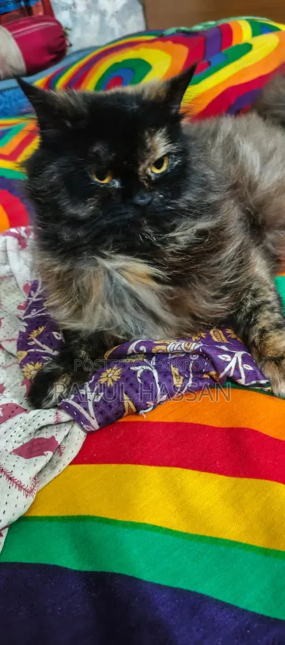 1+ year Female Mixed Breed Persian