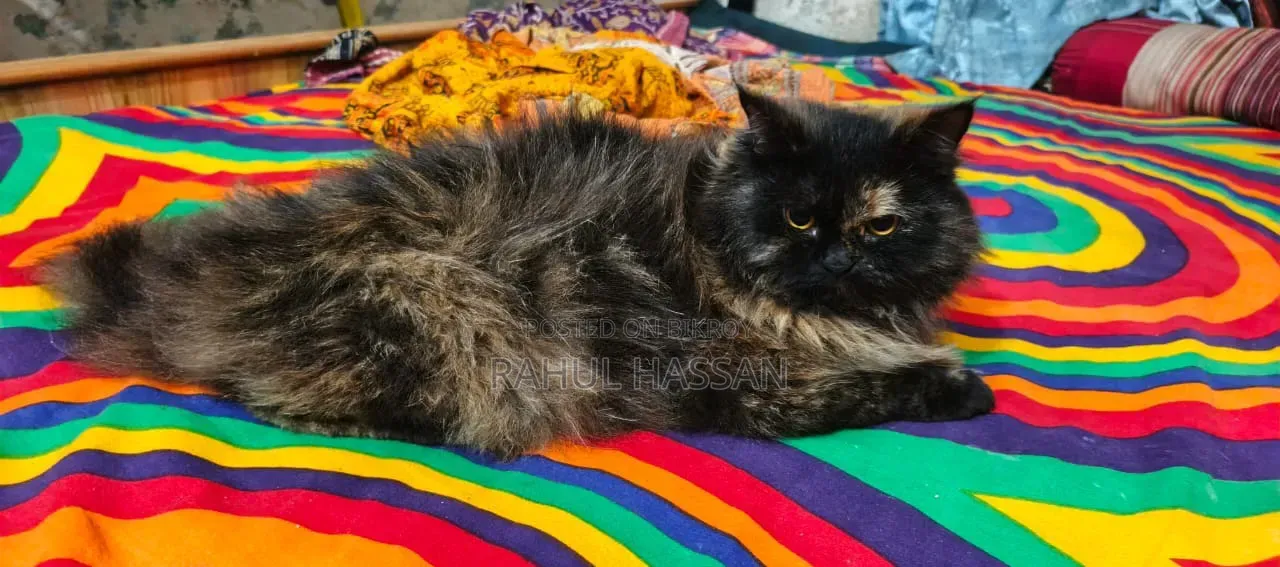 1+ year Female Mixed Breed Persian