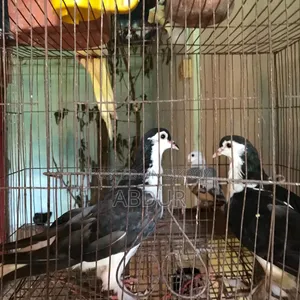 সেল পোস্ট, রানিং জোড়া