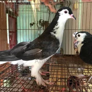 সেল পোস্ট, রানিং জোড়া