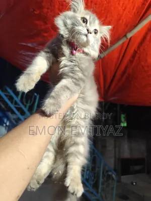 3-6 Months Female Purebred Persian Kitten