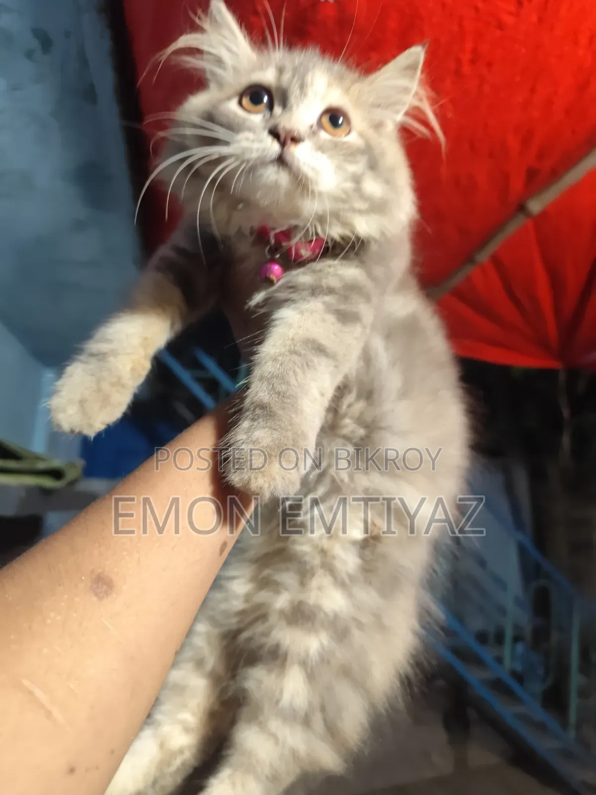 3-6 Months Female Purebred Persian Kitten