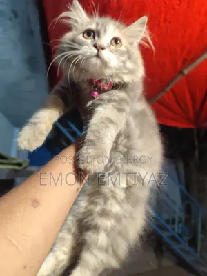 3-6 Months Female Purebred Persian Kitten