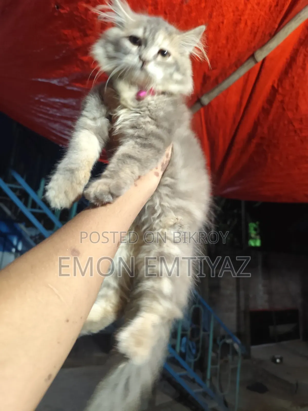 3-6 Months Female Purebred Persian Kitten