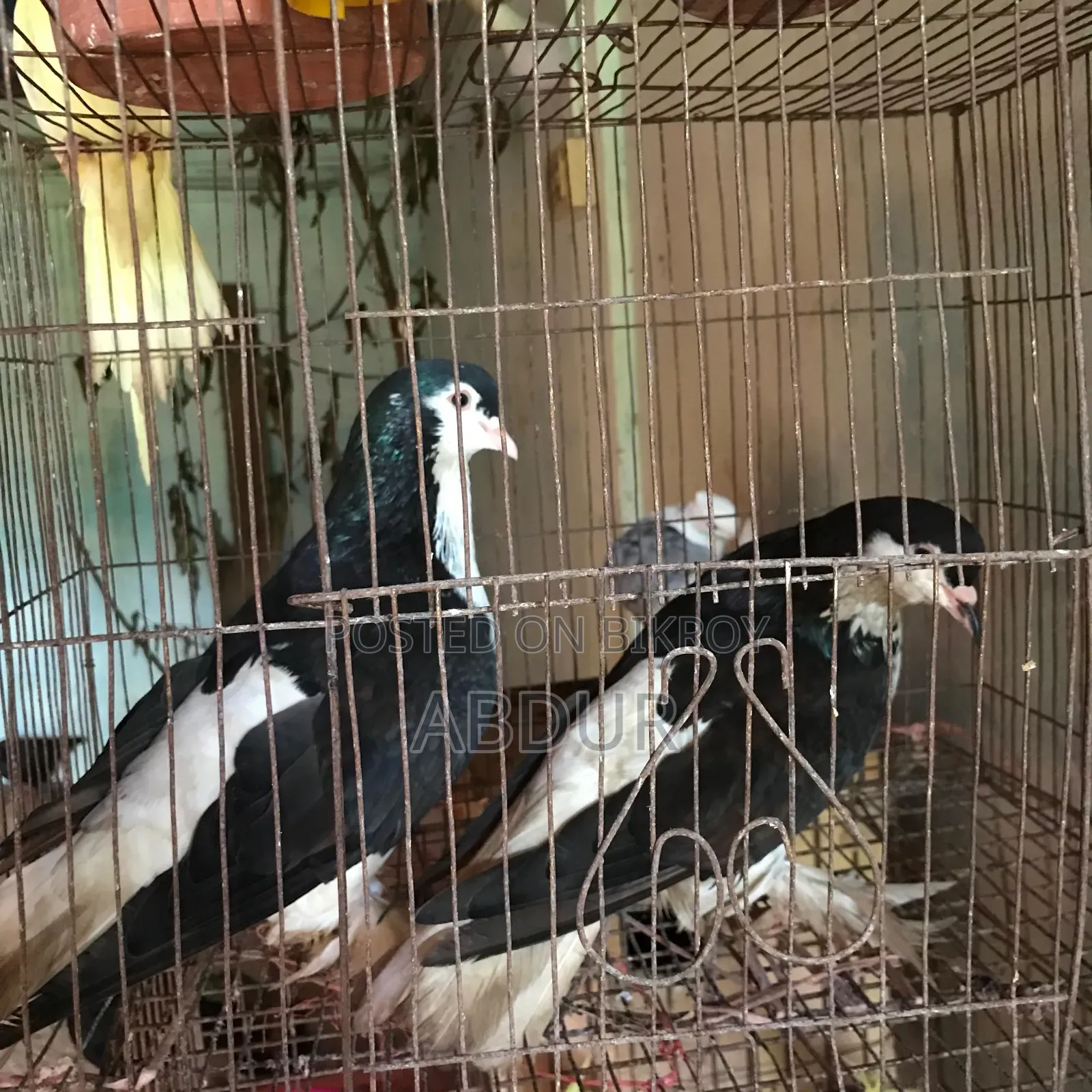 মাস্টার জোড়া বিক্রয় পোস্ট