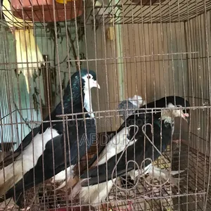 মাস্টার জোড়া বিক্রয় পোস্ট