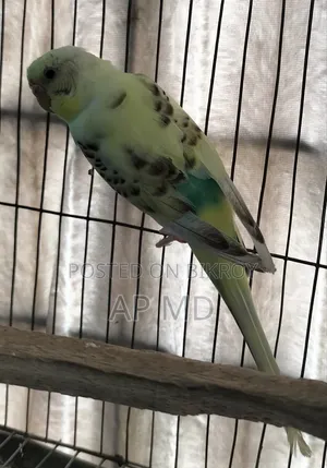 এক জোড়া বাজিগর পাখি