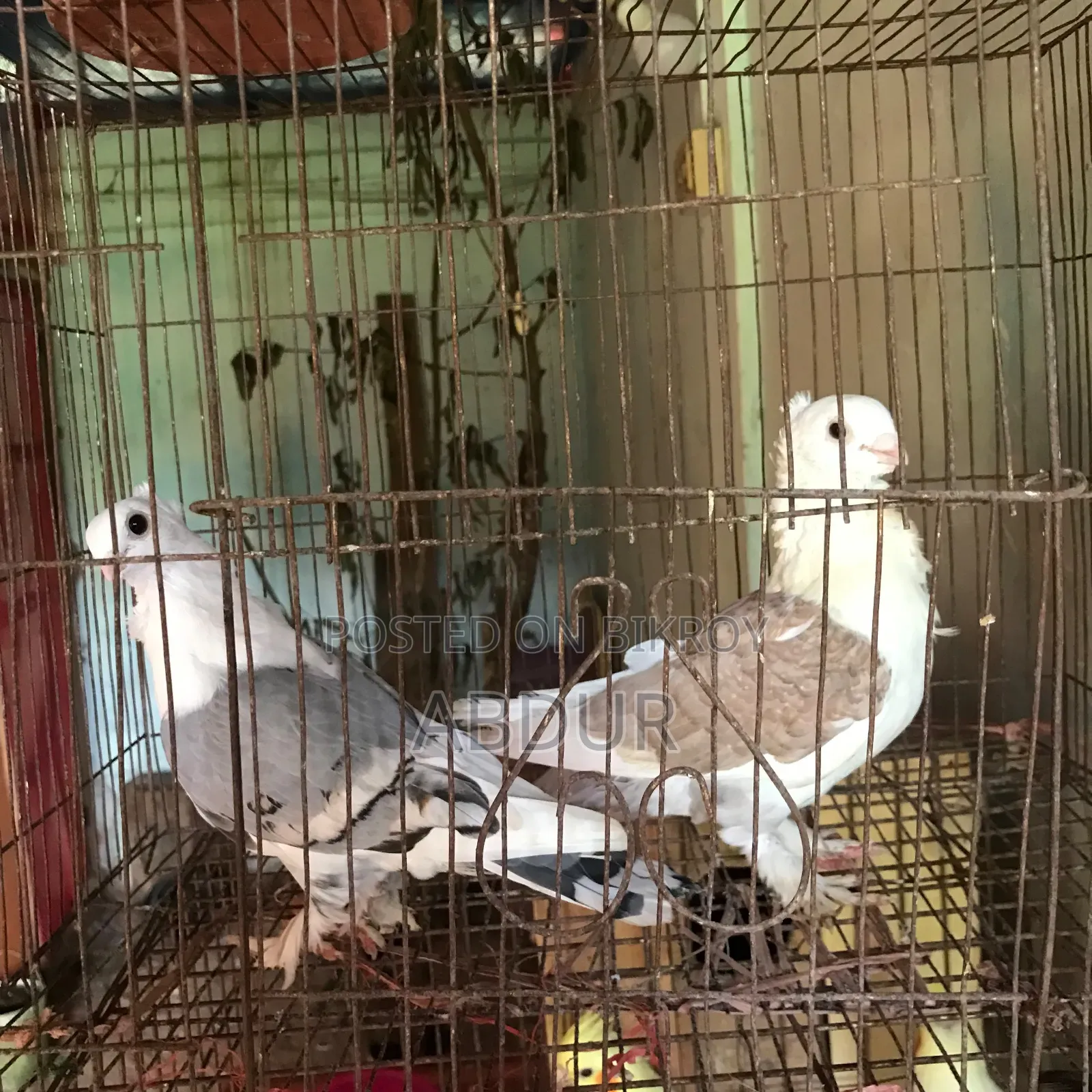 সেল পোস্ট রানিং পিয়ার