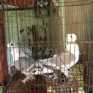 সেল পোস্ট রানিং পিয়ার