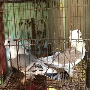 সেল পোস্ট রানিং পিয়ার