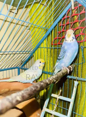 রানিং বাজিরিকা পেয়ার