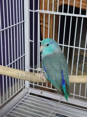 ফরপাস / প্যাসিফিক প্যারোটলেট
