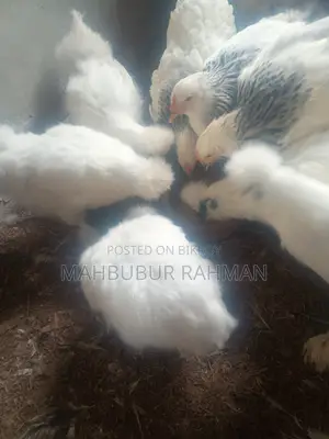 Silkie chicken chicks, eggs for sale.