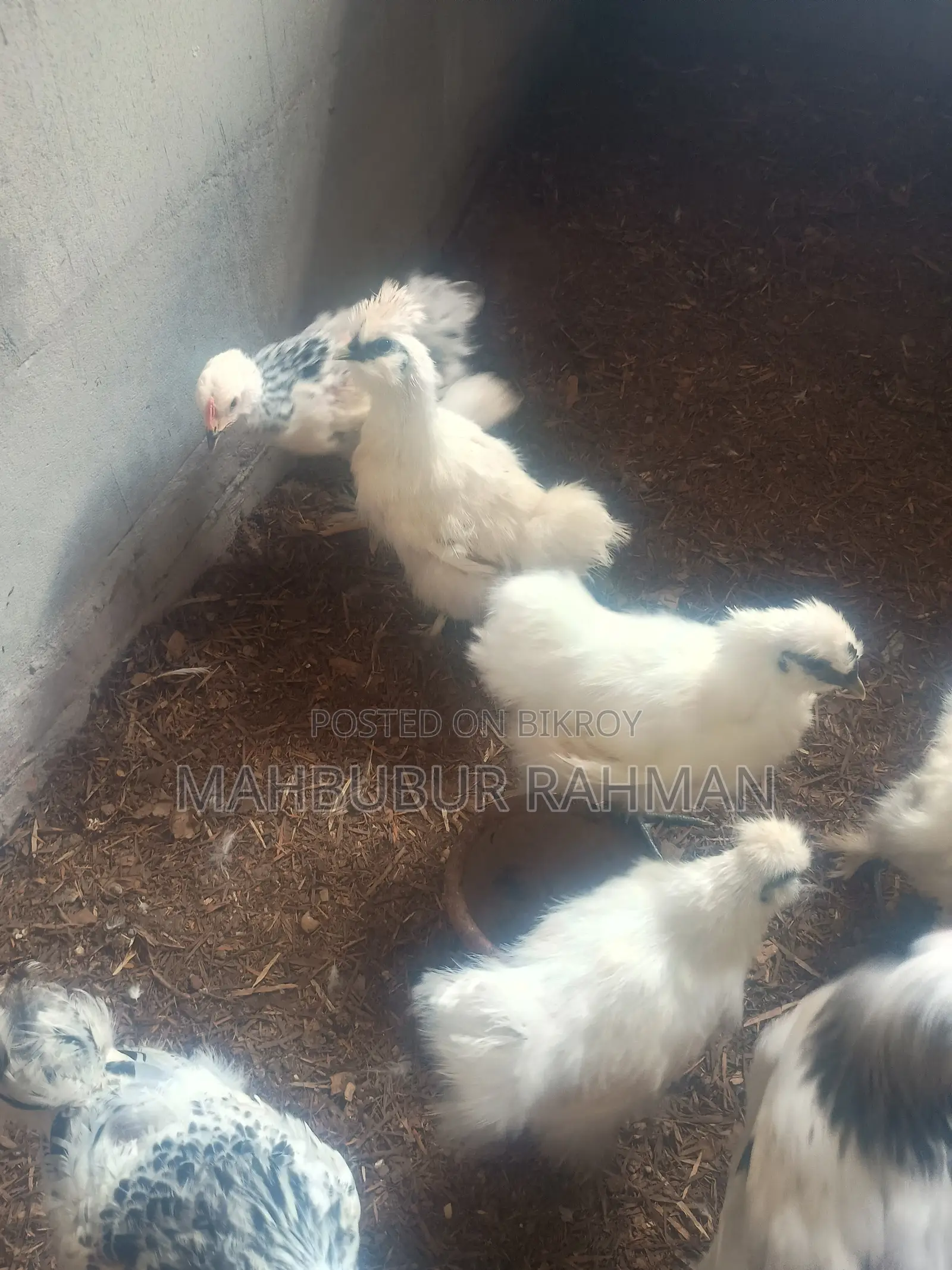 Silkie chicken chicks, eggs for sale.