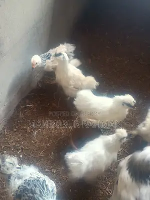 Silkie chicken chicks, eggs for sale.