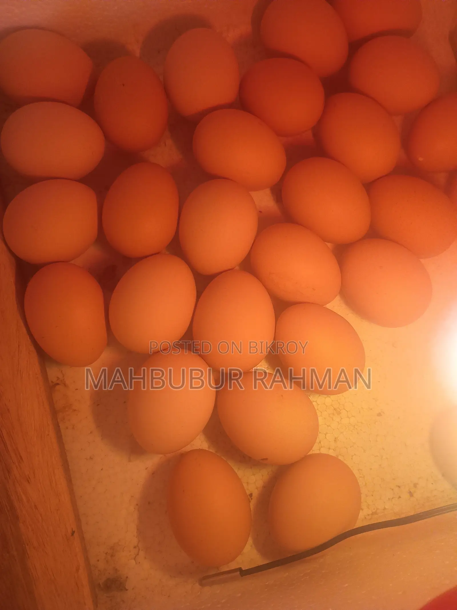 Silkie chicken chicks, eggs for sale.