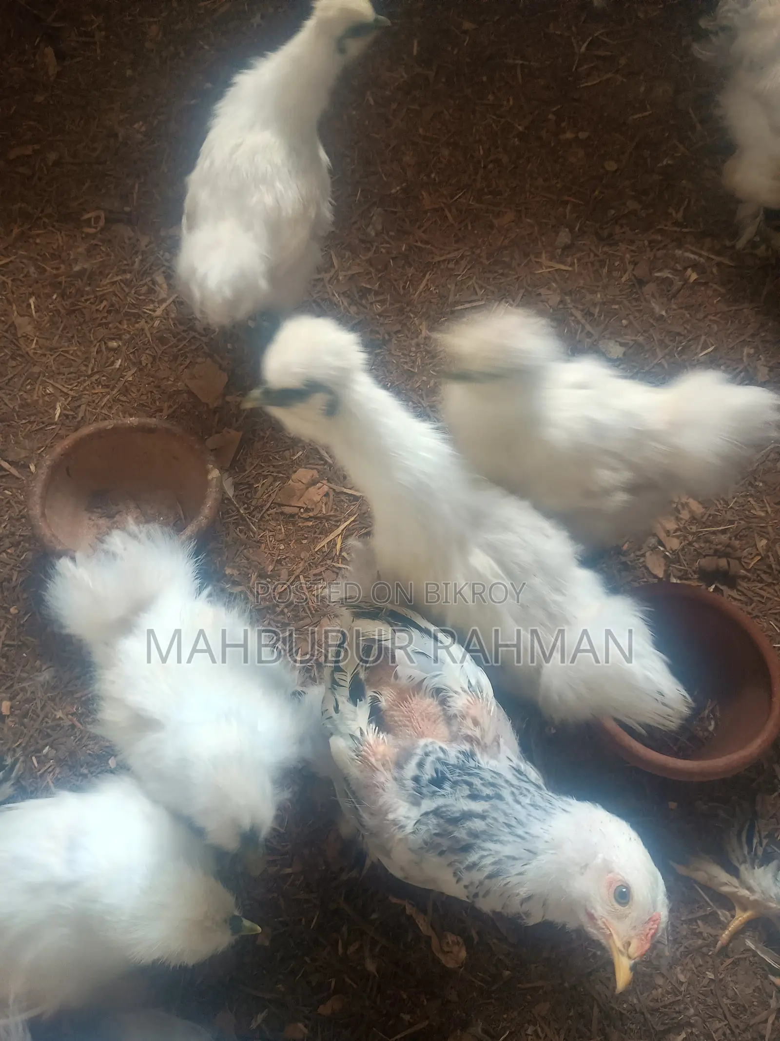 Silkie chicken chicks, eggs for sale.