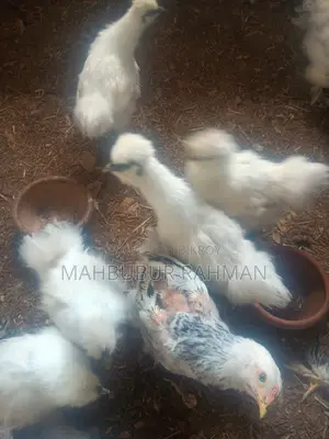 Silkie chicken chicks, eggs for sale.