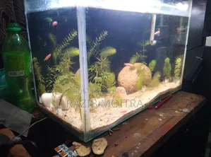 Planted Aquarium Full Setup 1.5 Feet / 9"