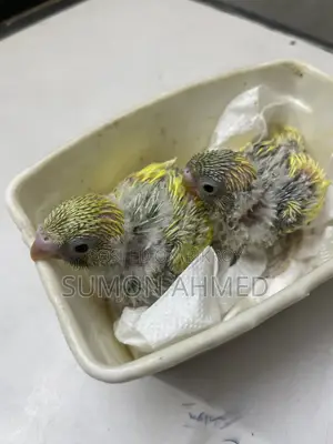 টেম সাইজ বেবি