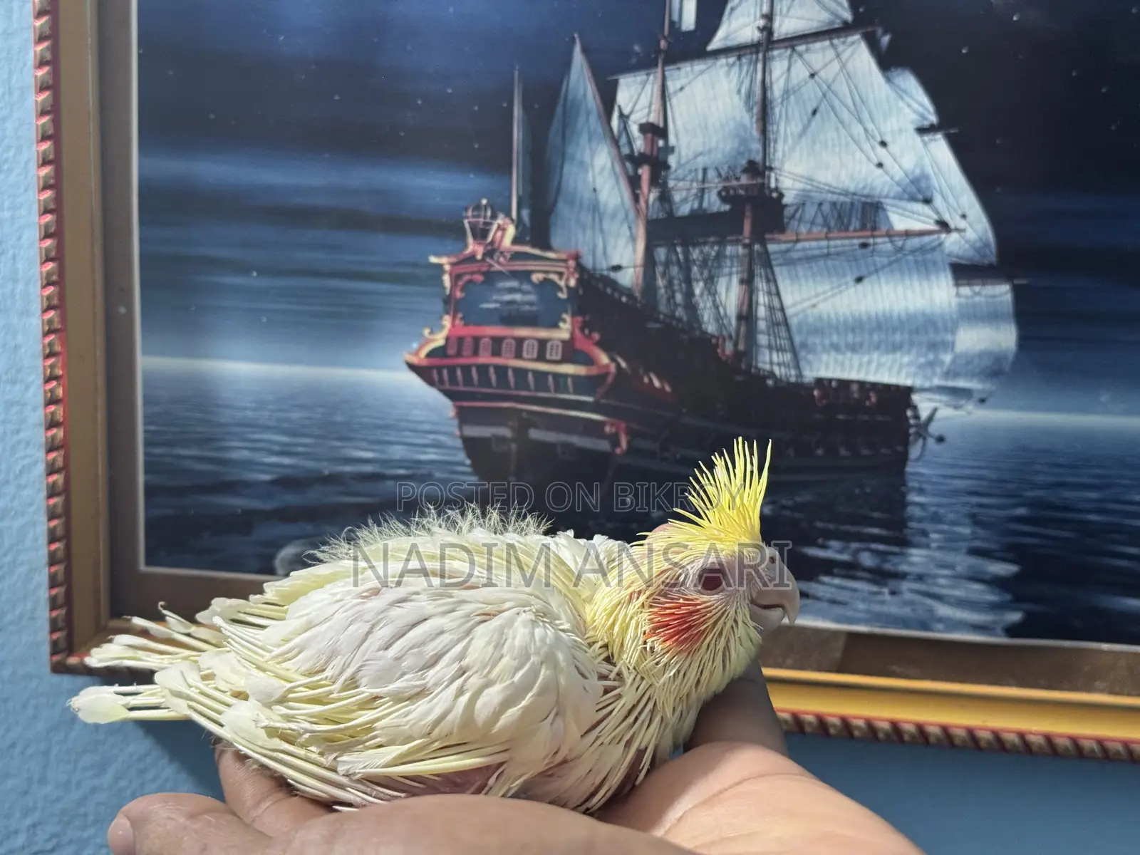 Cockatiel Baby