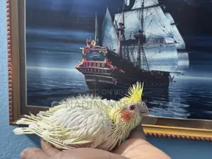 Cockatiel Baby