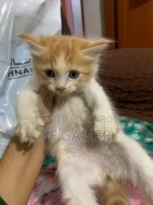 0-1 Month Male Purebred Persian