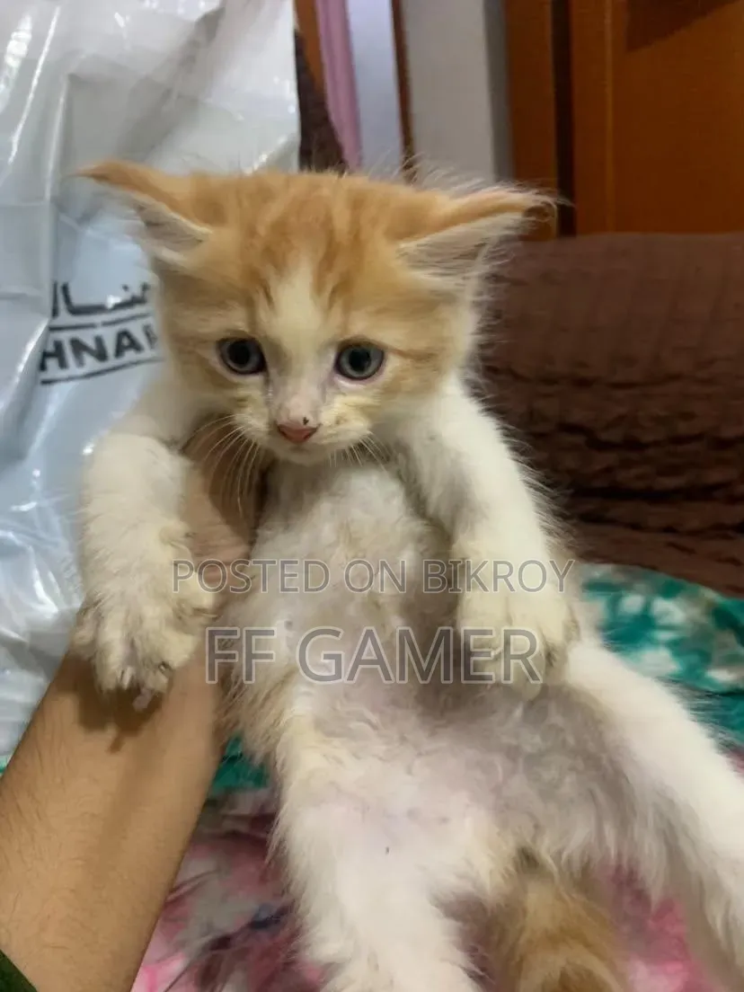 0-1 Month Male Purebred Persian