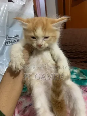 0-1 Month Male Purebred Persian
