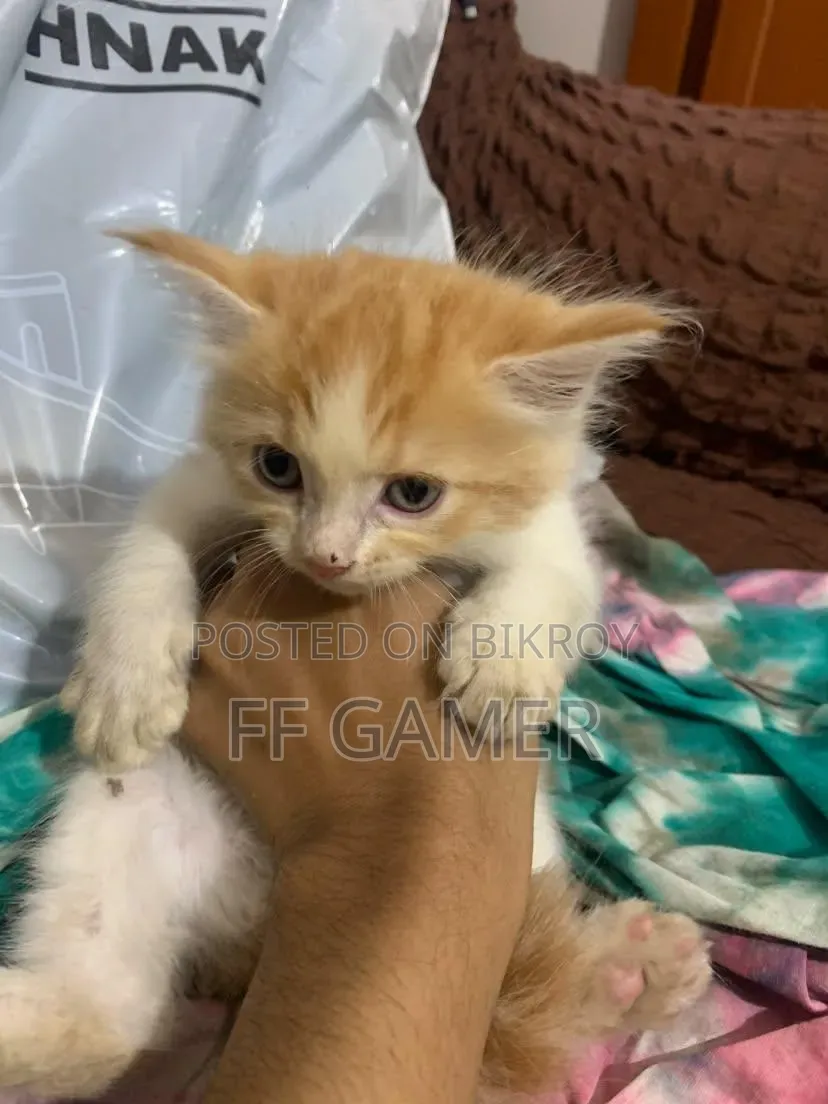0-1 Month Male Purebred Persian