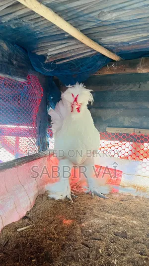 শিল্পী মুরগি ব্রাহামা আর সুলতান জাপানিজ আমাদের কাজ পাবেন