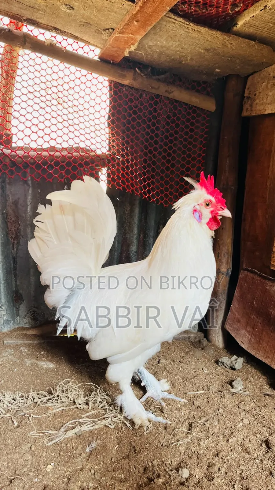 Brahma and Sultan Japanese chickens, you will get our work