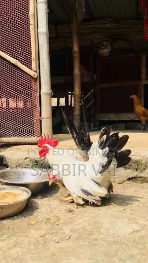 Brahma and Sultan Japanese chickens, you will get our work