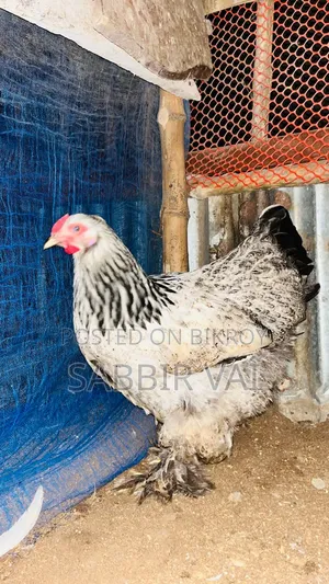 Brahma and Sultan Japanese chickens, you will get our work